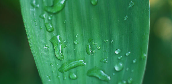 Close-up of water drops on leaf