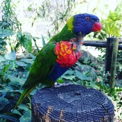 Close-up of parrot perching on wood