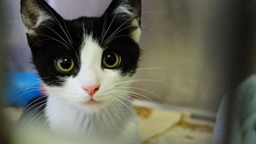 Close-up portrait of cat