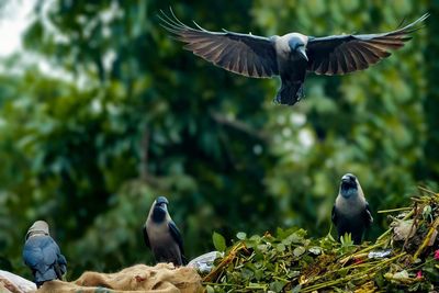 Close-up of bird flying