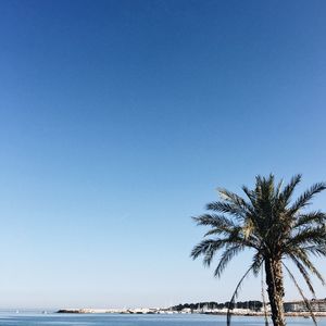 Palm trees on beach against clear blue sky