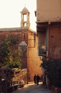 View of a cat looking at building