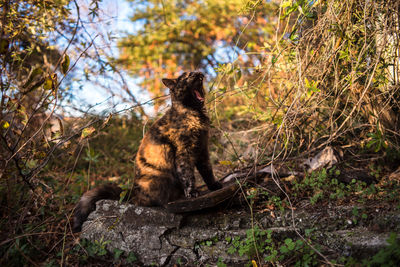 Squirrel sitting on rock in forest