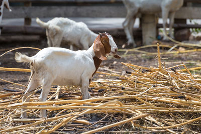 Full length of a goat