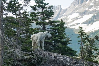 White horse standing on mountain against sky