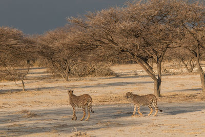 View of a horse on land