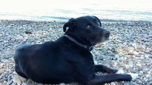 Close-up of dog sitting on pebbles at beach