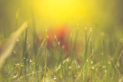 Close-up of grass on field