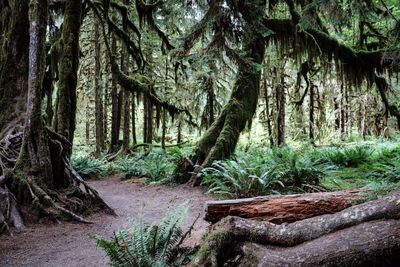 Trees in forest