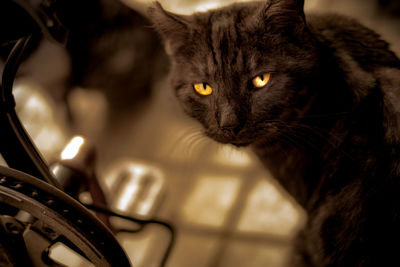 Close-up portrait of a cat