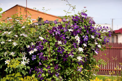 Close-up of purple flowers growing on plant