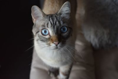 Close-up portrait of cat against black background