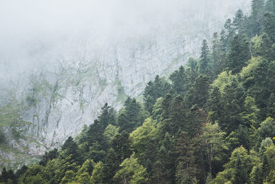 Pine trees in forest during rainy season