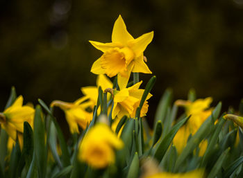 Close-up of yellow flowering plant in field