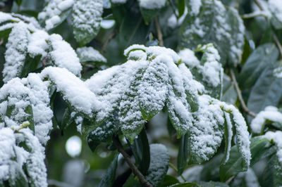 Close-up of frozen plants during winter