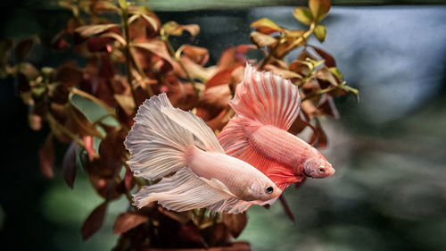 Close-up of fish against blurred background