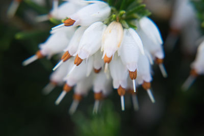 Close-up of white flowers