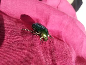 Close-up of fly on leaf