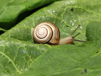 Close-up of snail on leaves