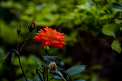 Close-up of red flowering plant