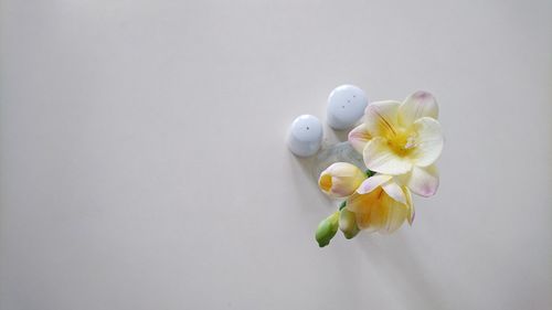 Close-up of flowers against blurred background