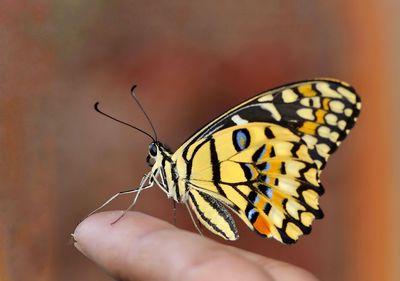 Close-up of butterfly perching on hand