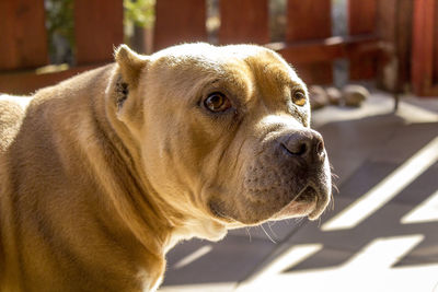 Close-up of a dog looking away