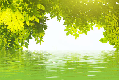 Reflection of tree in lake against sky