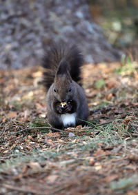 Close-up portrait of squirrel