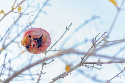 Close-up of strawberry on tree