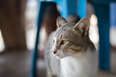 Close-up of a cat looking away