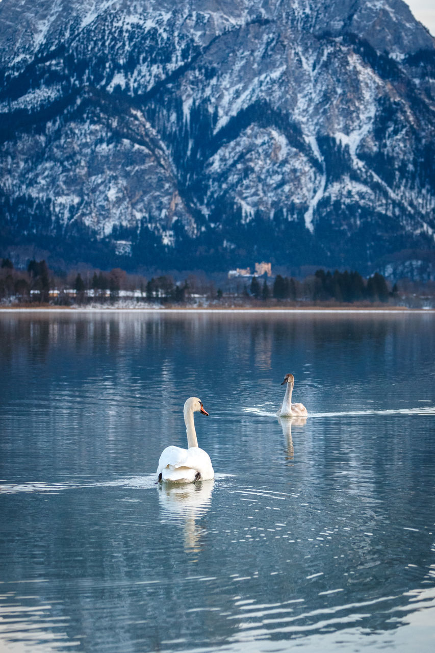 SWAN FLOATING ON LAKE