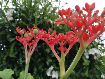 Close-up of red flowering plant in park