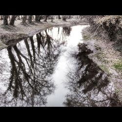 Reflection of trees in water