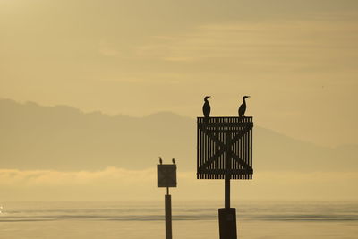 Cormorant perching on wooden post by sea against sky during sunset