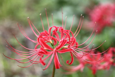 Close-up of red flower