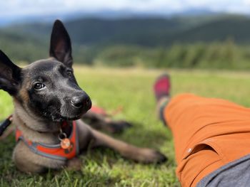 Close-up of dog on field