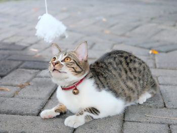 High angle portrait of cat on street