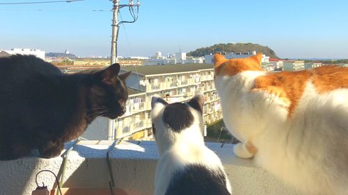 View of a cat looking at city