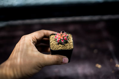 Cropped hand holding small potted plant