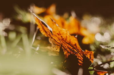 Close-up of dried leaves on plant