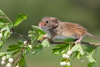 Cute harvest mouse running along hawthorn blanch