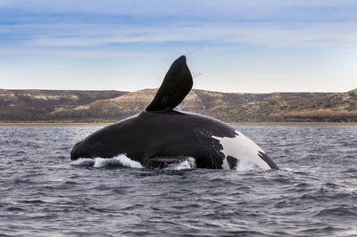 Close-up of whale swimming in sea