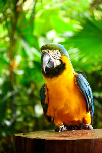 Close-up of parrot perching on wood