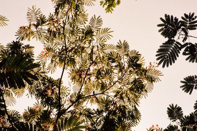 Low angle view of trees against clear sky