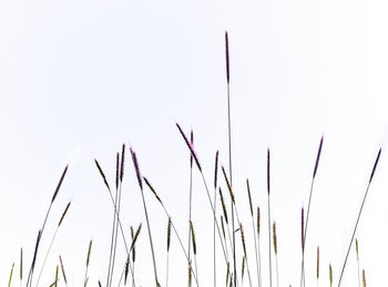 Low angle view of flowering plants against clear sky