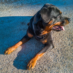 High angle view of dog looking away