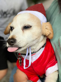 Close-up of dog looking away