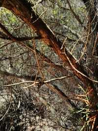 Close-up of tree trunk in forest