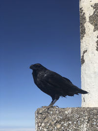 Low angle view of bird perching on rock against sky